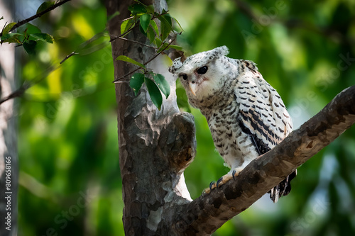 Spot-bellied Eagle Owl Largest, dark brown head, tufts of fur, erect ears. Grayish white face Dark red-brown eyes, yellow mouth, white underbody with large heart-shaped black spots scattered all over.