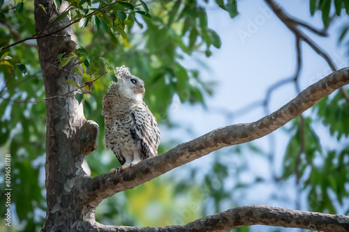 Spot-bellied Eagle Owl Largest, dark brown head, tufts of fur, erect ears. Grayish white face Dark red-brown eyes, yellow mouth, white underbody with large heart-shaped black spots scattered all over.