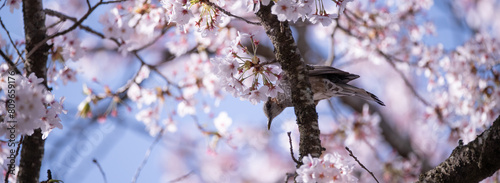 桜と野鳥