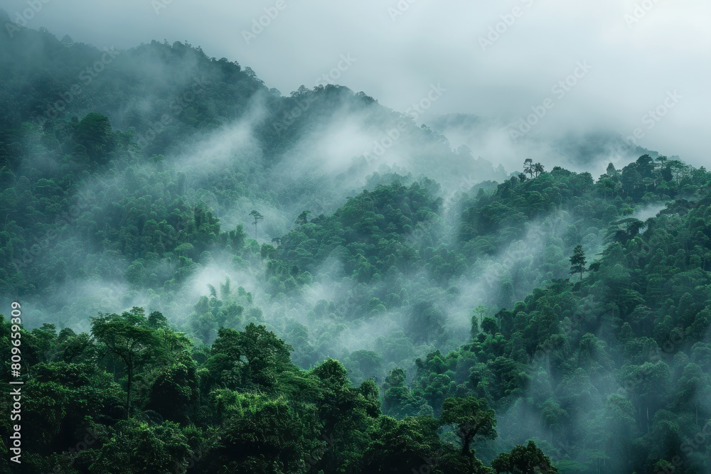 A misty forest with a thick layer of fog covering the trees