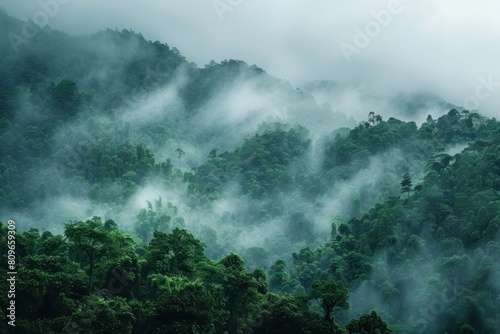 A misty forest with a thick layer of fog covering the trees