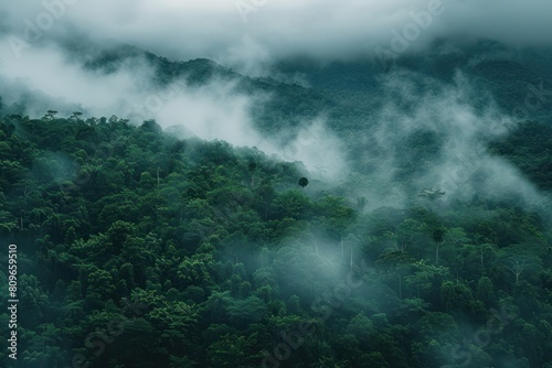 A lush green forest with a thick fog covering the trees