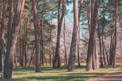 경포대호수의 벚꽃 봄