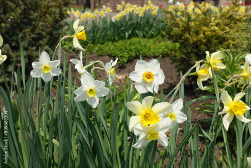 Several yellow and white flowers of daffodils in April photo