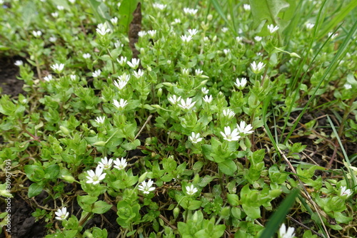 Small white flowers of stellaria media in April photo