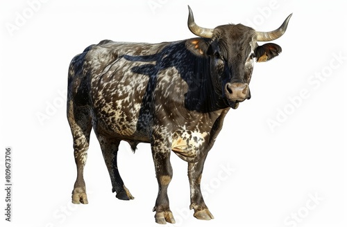 A striking Nguni bull stands isolated on a white background, its unique black and white patterned coat and prominent horns showcasing the breed's distinct characteristics. The numbered tags on ears.