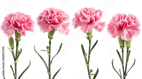Four pink carnation flowers with green stems elegantly arranged against a white background