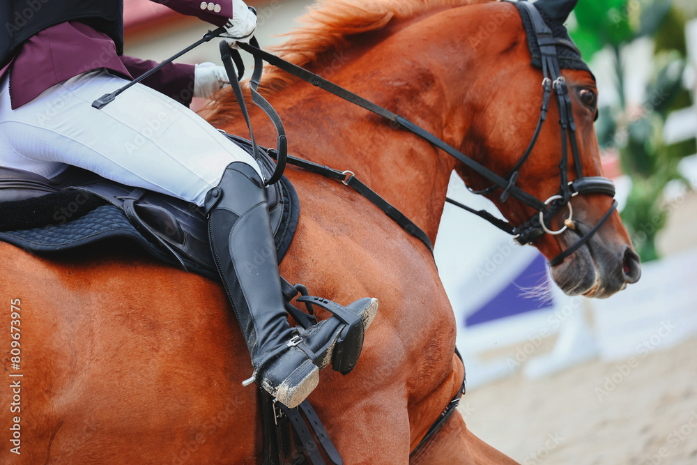 Obraz premium Show Jumping , influence of the rider on the horse. Volte on the course. Whip in hand close-up