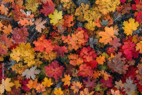 Aerial view of a vibrant autumn forest, with a patchwork of red, orange, and yellow leaves