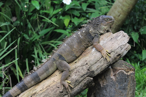 Green iguana inside a on Rio de Janeiro Zoo s resting above a wooden play structure