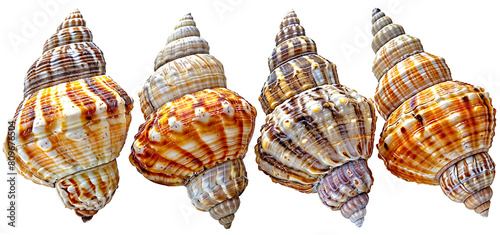 Closeup of four seashells isolated on a white background as transparent PNG