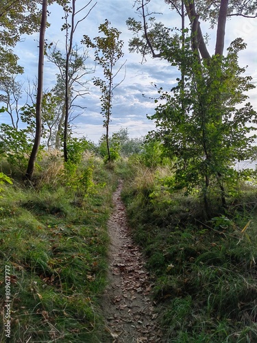 path in the woods