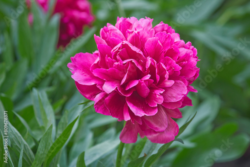 Fototapeta Naklejka Na Ścianę i Meble -  pink peony in close-up. A garden with blooming pink peonies  Rubra Plena variety