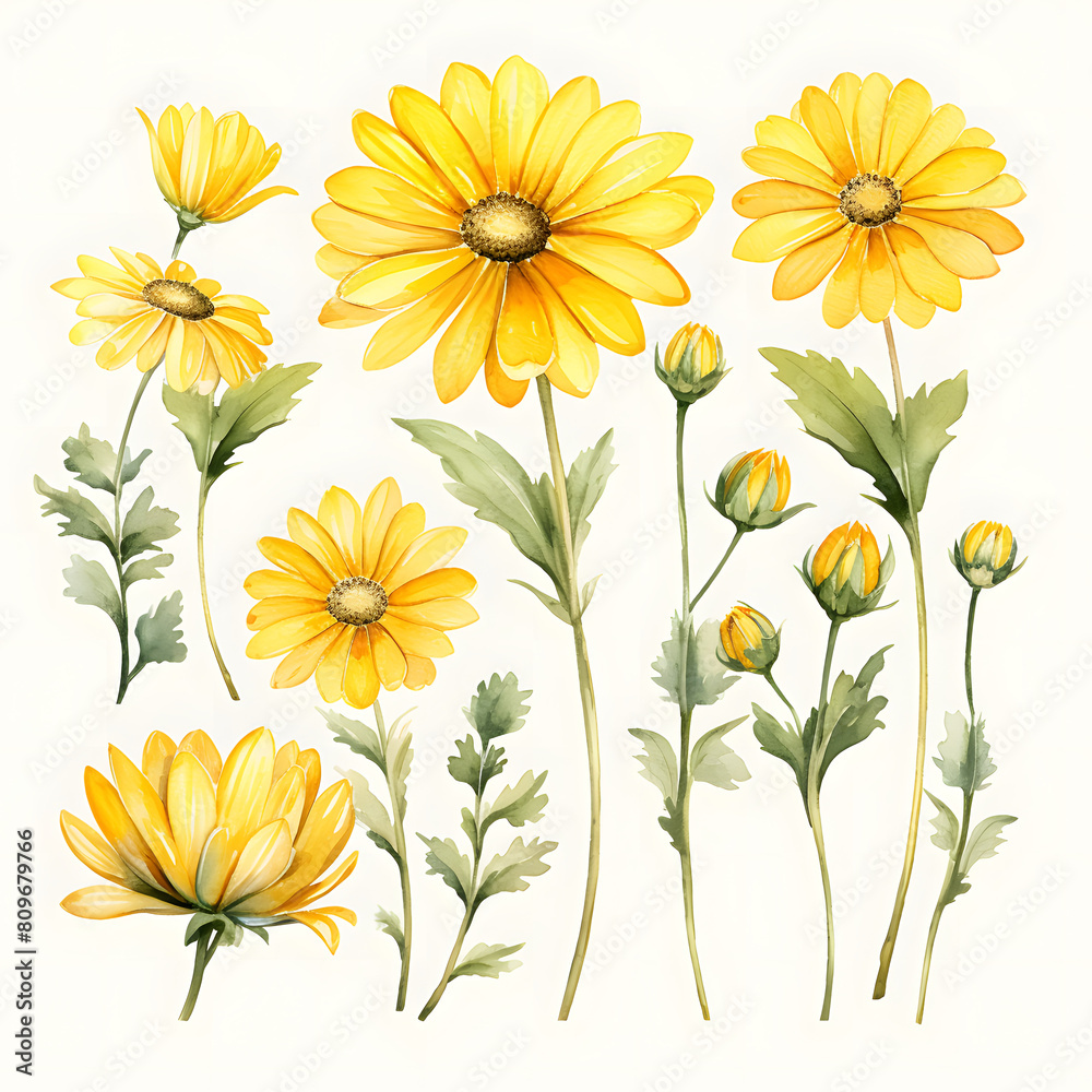 set of yellow daisy flower isolated on transparent background cutout, watercolor illustration.