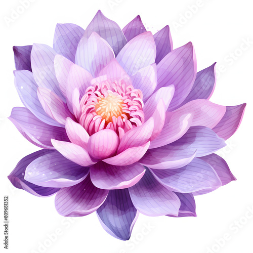  purple lotus flower isolated on transparent background cutout  watercolor illustration.