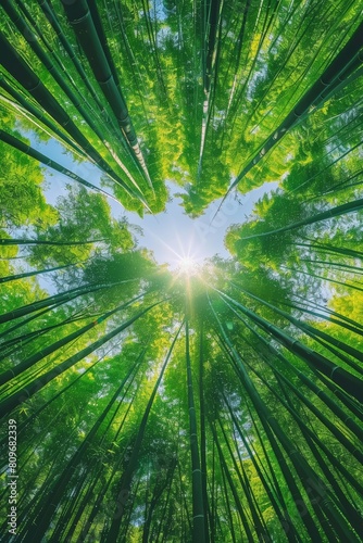 Sunny Day in a Lush Bamboo Forest Generative AI