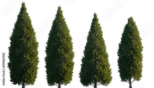 Thuja occidentalis frontal set Smaragd evergreen emerald green American Arbovitae bush shrub isolated png on a transparent background perfectly cutout 