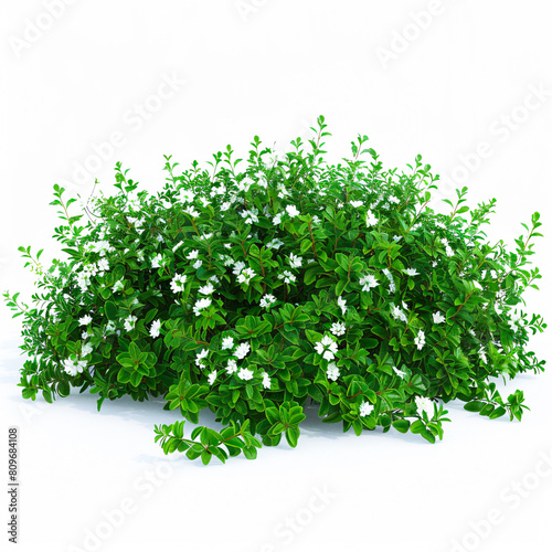  Lush green bush with white flowers