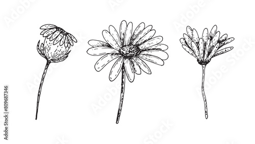 Set Chamomile flower branch graphics line art. Hand drawn wildflower isolated on white background. Graphic flower for design.