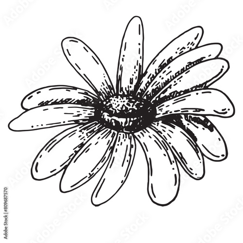 Chamomile flower bud graphics line art. Hand drawn wildflower isolated on white background. Graphic flower for design.