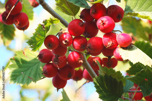 Red ripe hawthorn berries on a branch with green leaves