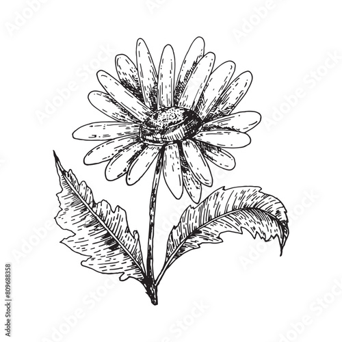 Chamomile flower branch graphics line art. Hand drawn wildflower isolated on white background. Graphic flower for design.