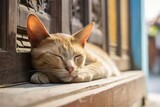 Close-up portrait photography of a happy abyssinian cat napping on vintage-looking door