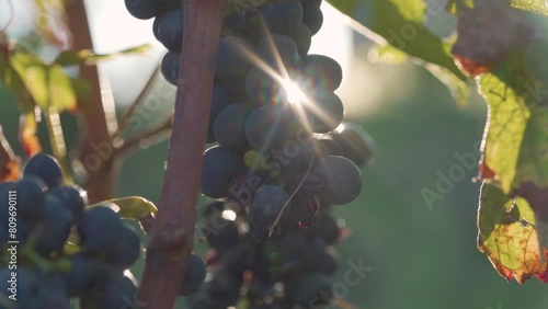 Red Bunches of Grapes on the Vine At Sunrise - Close Up Macro Shot photo