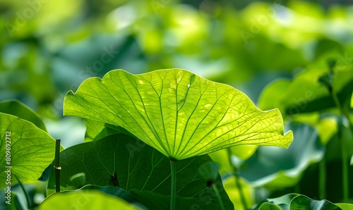 lotus leaf in clear and bright weather without a person with a summer  Generative AI