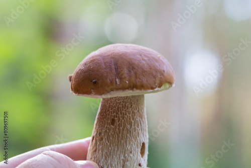 Boletus edulis or porcini mushroom in a woman's hand against the background of small fir trees in the summer forest.