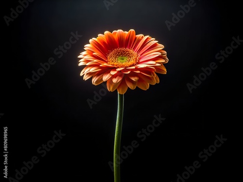 Close-Up of an Orange Daisy