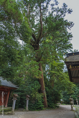 千葉 香取神宮 境内の三本杉 photo