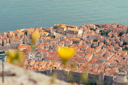 Vue aérienne de la vieille ville de Dubrovnik avec des fleurs jaunes en avant plan