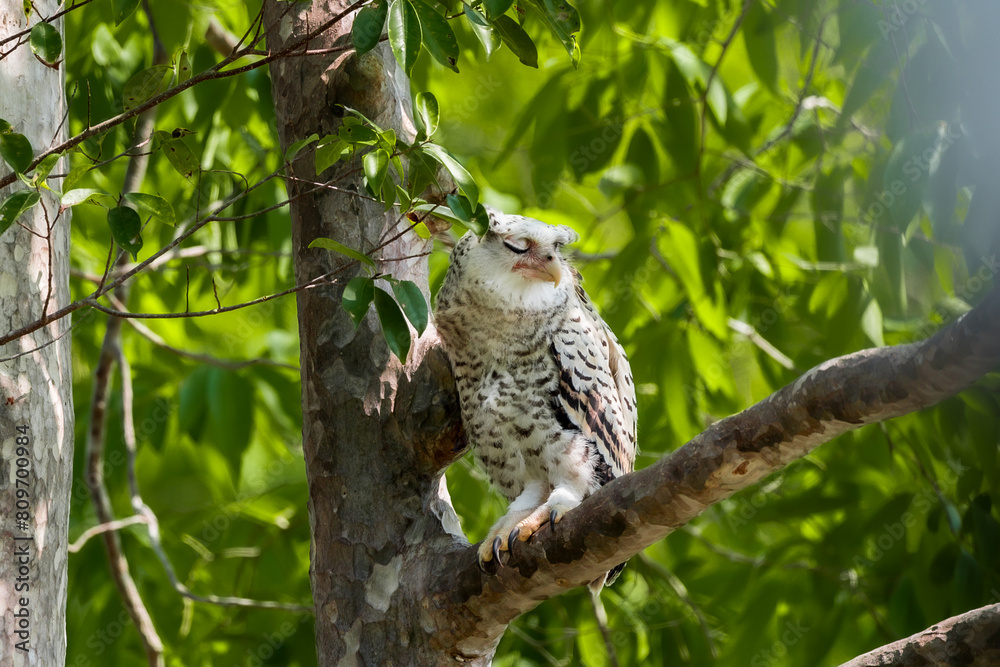 Spot-bellied Eagle Owl Largest, dark brown head, tufts of fur, erect ears. Grayish white face Dark red-brown eyes, yellow mouth, white underbody with large heart-shaped black spots scattered all over. Spot-bellied Eagle Owl Largest, dark brown head, tufts of fur, erect ears. Grayish white face Dark red-brown eyes, yellow mouth, white underbody with large heart-shaped black spots scattered all over.