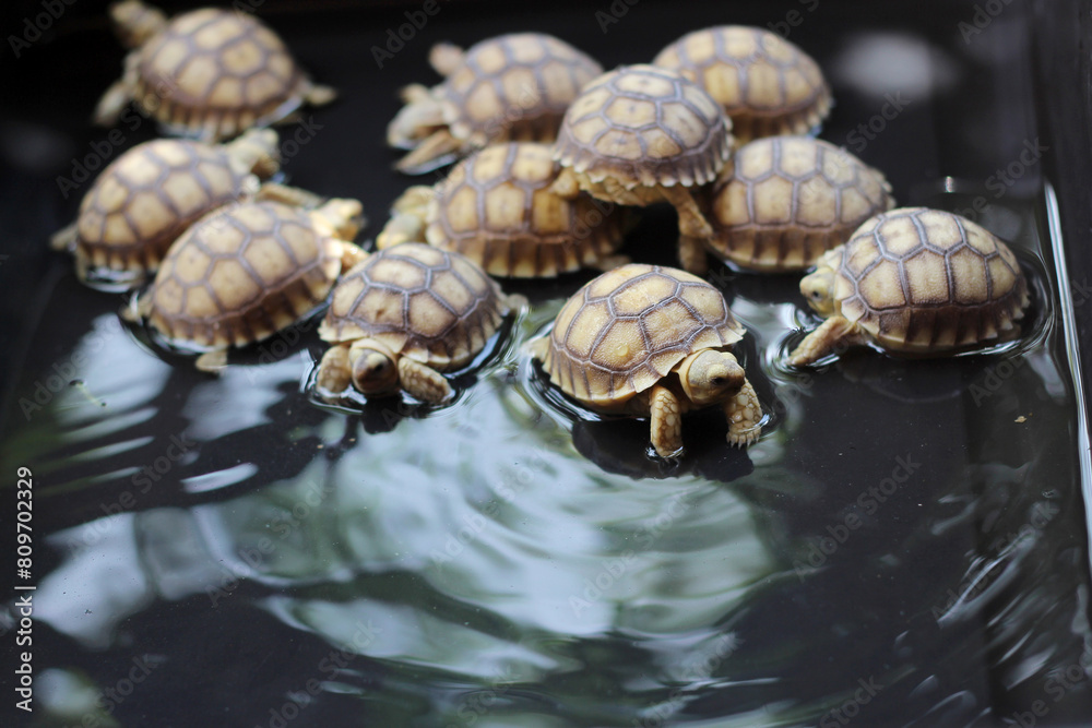Baby African Spurred Tortoise Drink Water,cute animal