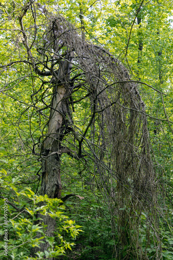 A dead tree in the forest