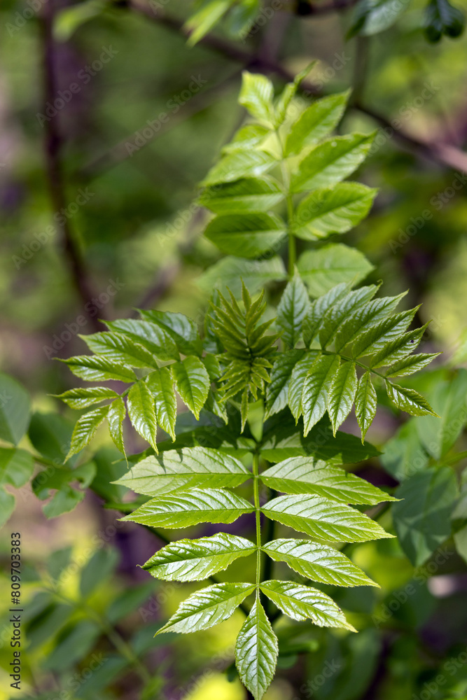 A bush leaf on a forest path
