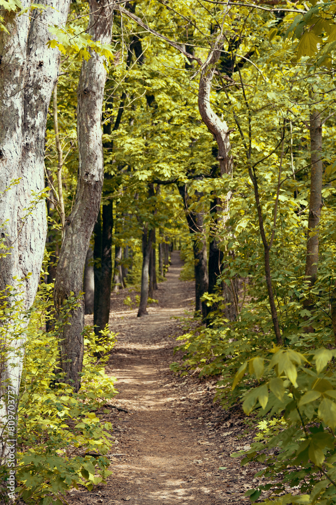 Path in the fall forest