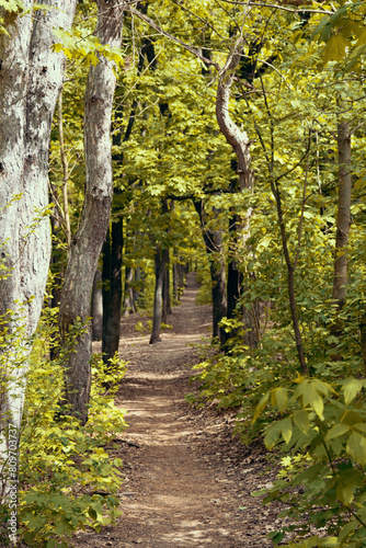 Obraz na płótnie Path in the fall forest w salonie