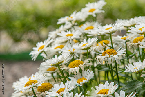 A bush of white daisies in the garden. Summer flower. Gardening. Buds close up. Chamomile petals. Floral background. Flora plant