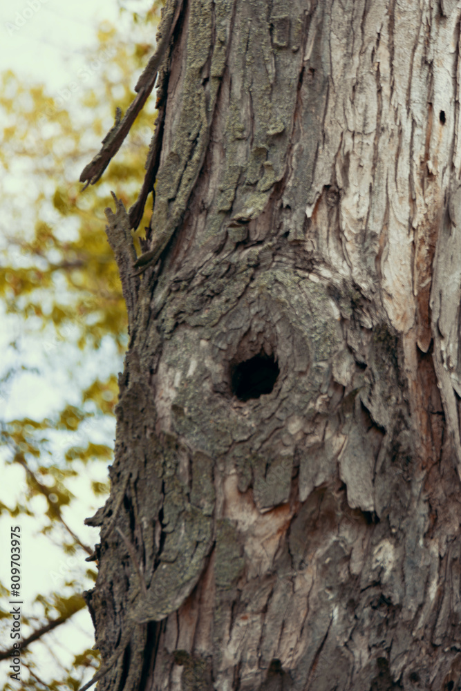 A hollow tree. A woodpecker's house