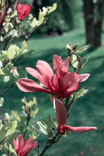 Obraz na płótnie The magnolia blooms in the garden w salonie
