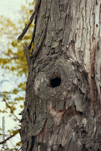 Obraz na płótnie A hollow tree. A woodpecker's house w salonie