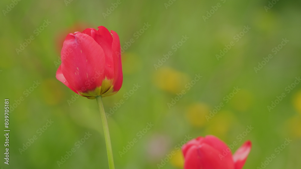 Obraz premium Red tulips background. Tulip flowers with deep red petals. Morning sun light. Slow motion.