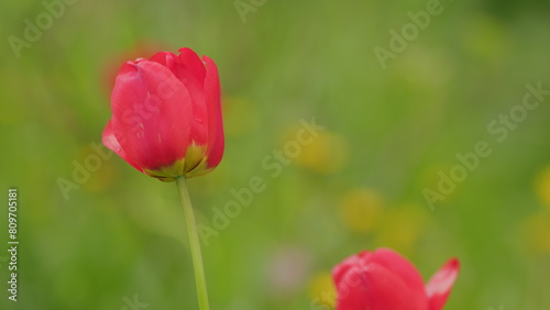 Red tulips background. Tulip flowers with deep red petals. Morning sun light. Slow motion.
