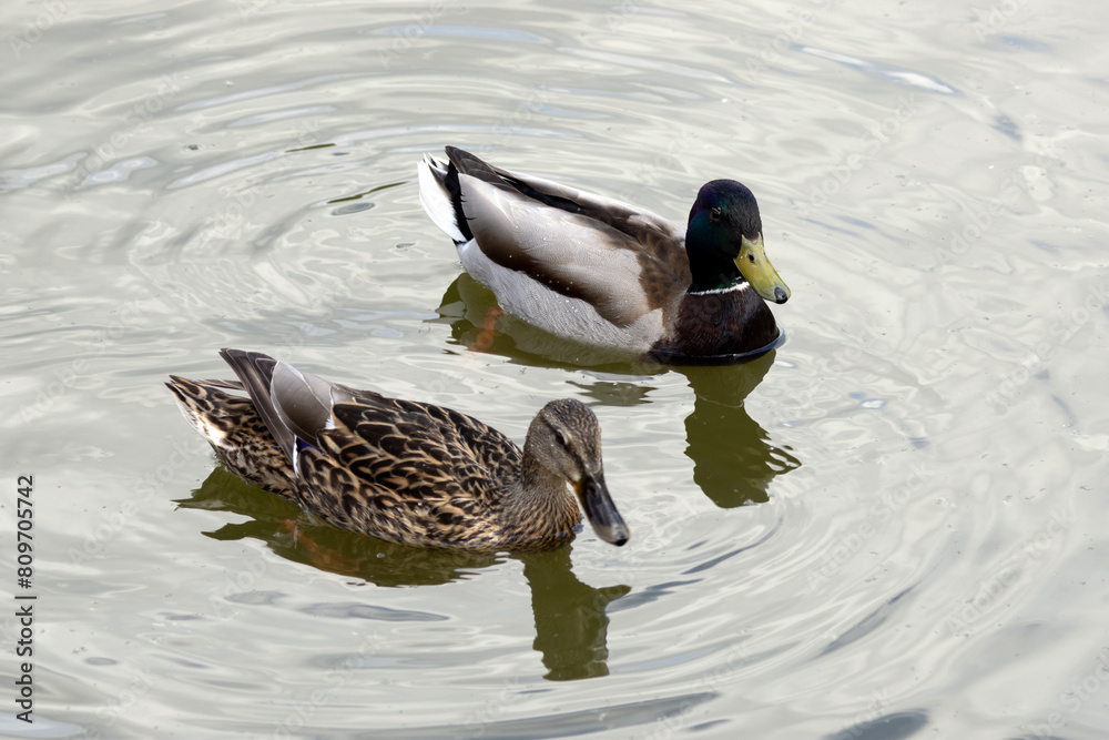 The mallard. Wild duck. Male and Female
