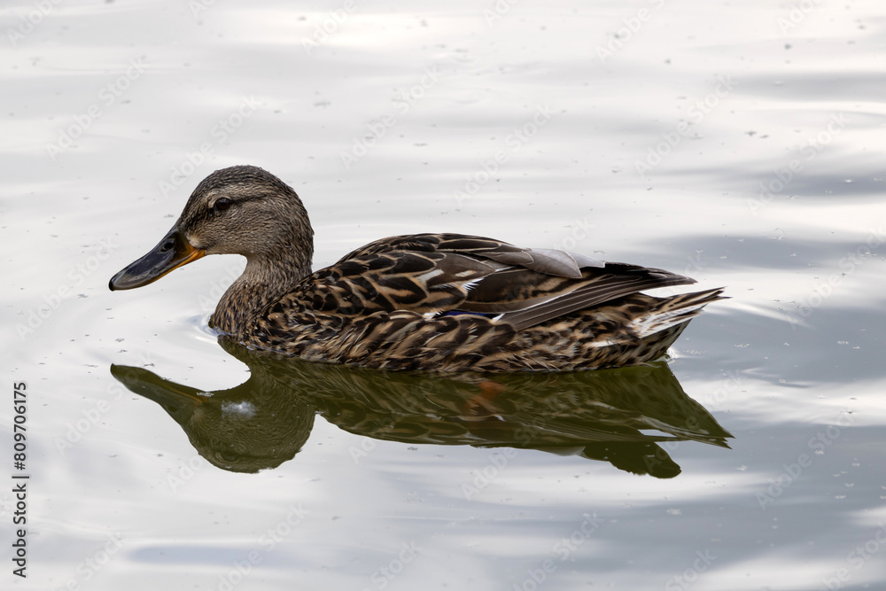 The mallard. Wild duck. Female