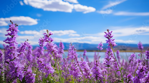 Purple wildflowers under a sky backdrop photo