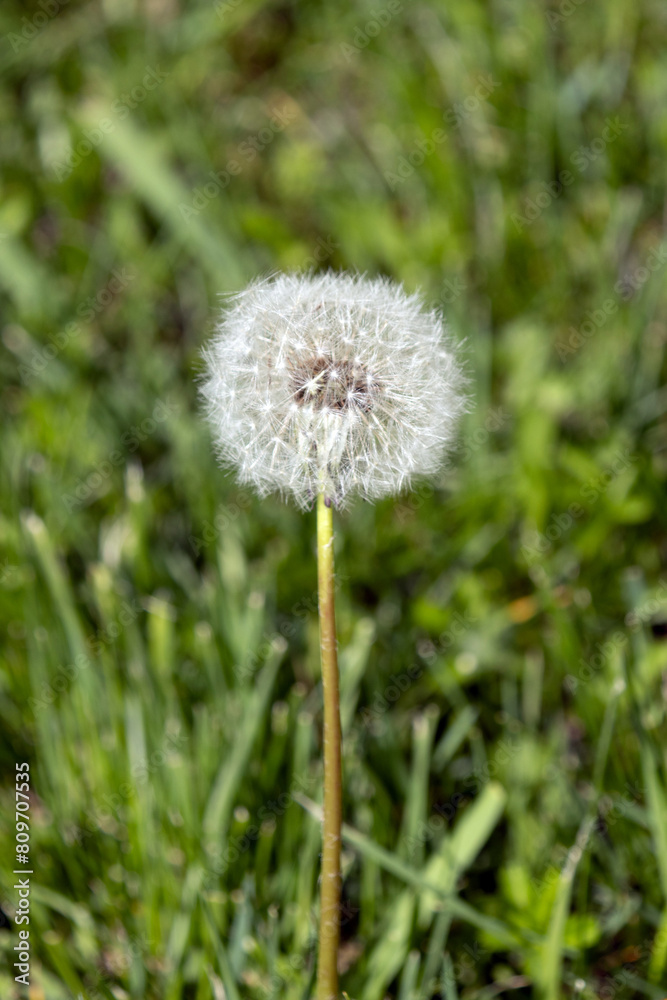 Flower. The Dandelion. Taraxacum Flower. The Dandelion. Taraxacum