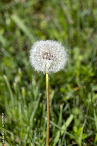 Obraz na płótnie Flower. The Dandelion. Taraxacum w salonie